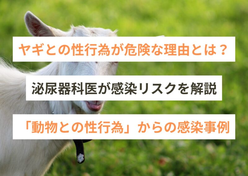 ヤギとの性行為が危険な理由とは?泌尿器科医が感染リスクを解説