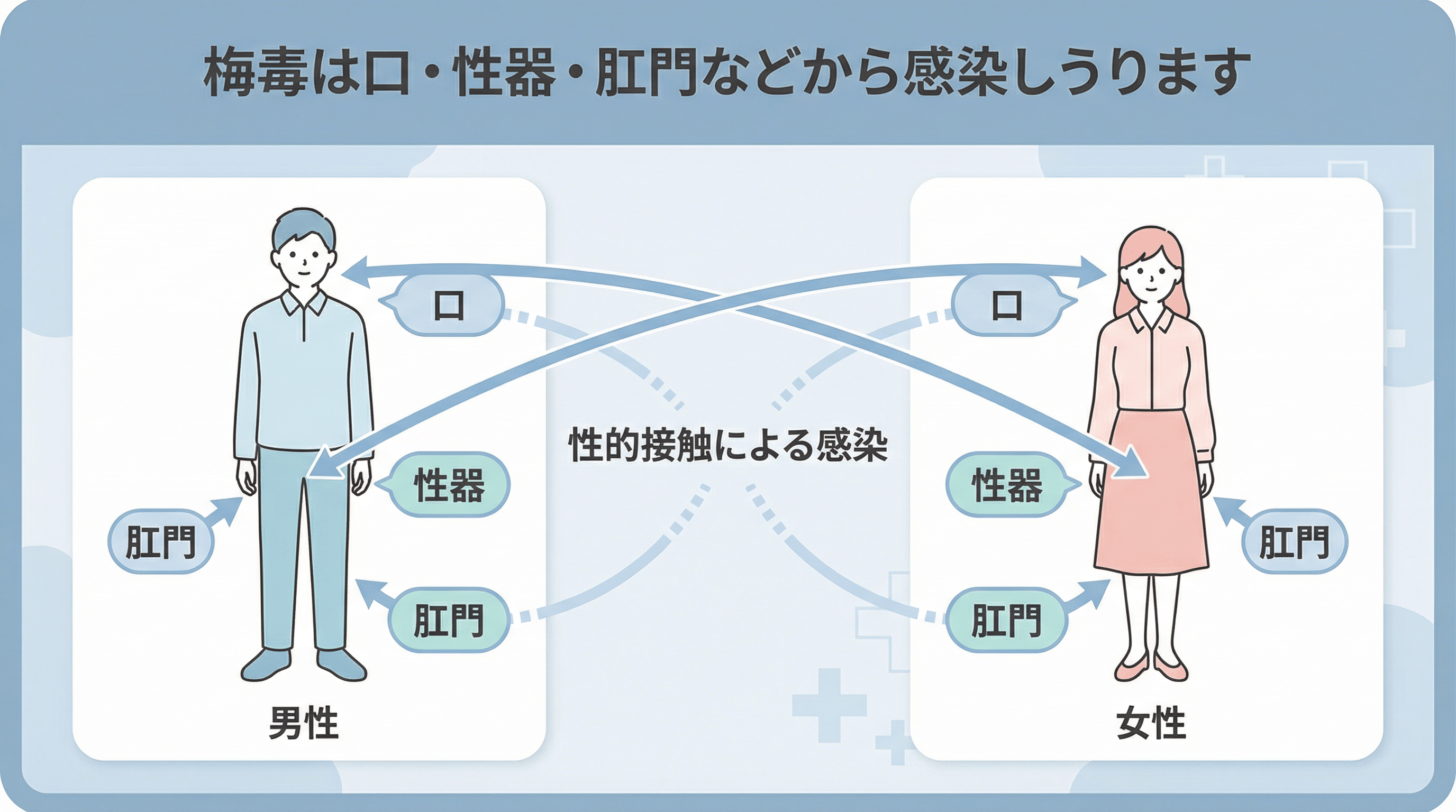 梅毒の感染部位と感染経路のイラスト
