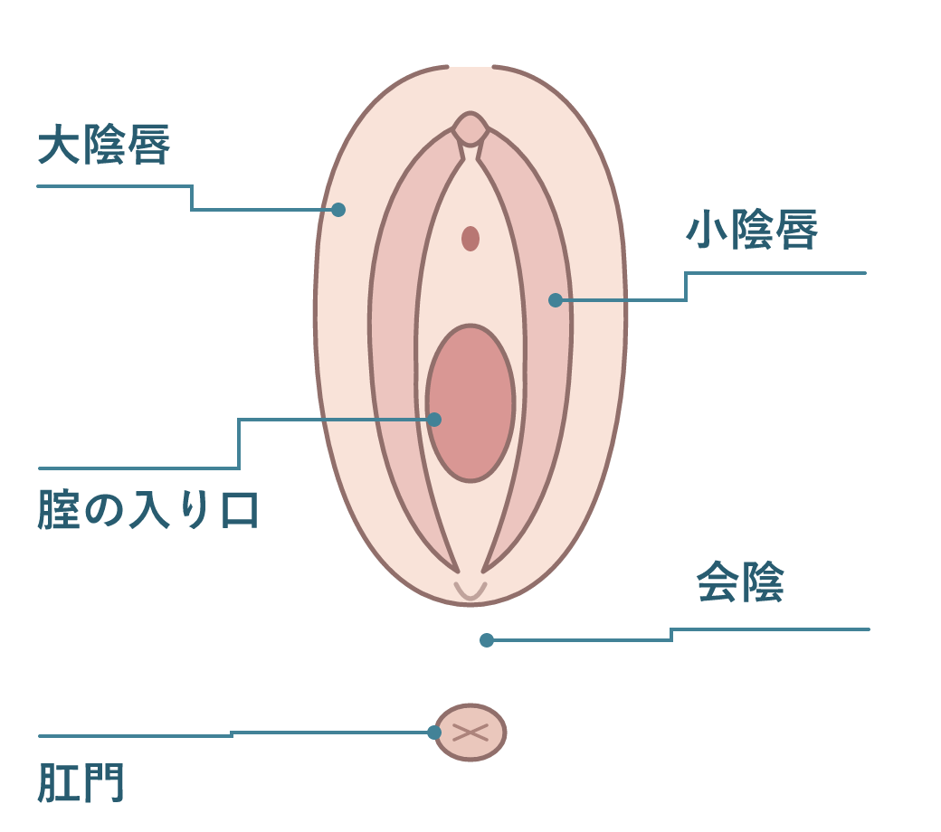 女性の外陰部の模式図。外側の大陰唇、内側の小陰唇、腟の入り口、その下の会陰、肛門の位置