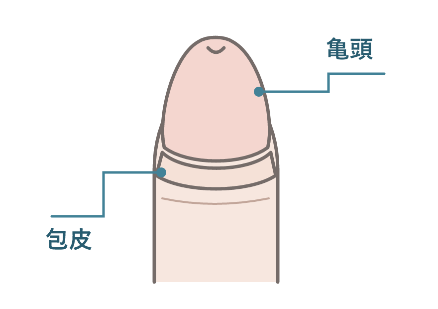 陰茎の先端の亀頭と、その周りの包皮の位置を示す模式図